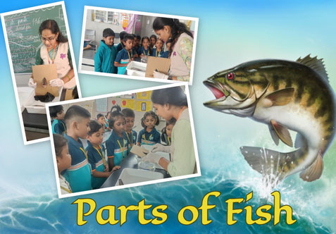 We assessed the children’s prior knowledge through oral questions. Then, using a real fish, we explained its different parts and demonstrated the separation of the head and trunk with a cardboard.