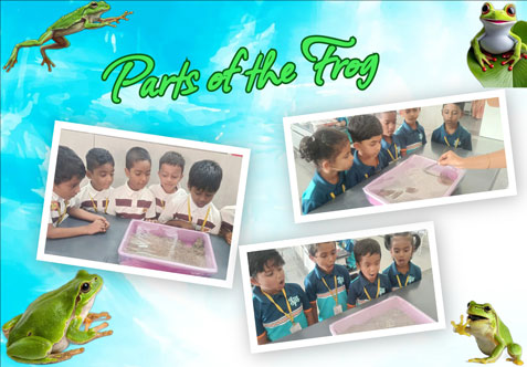 A real frog was shown to the children, allowing them to closely observe its external features.